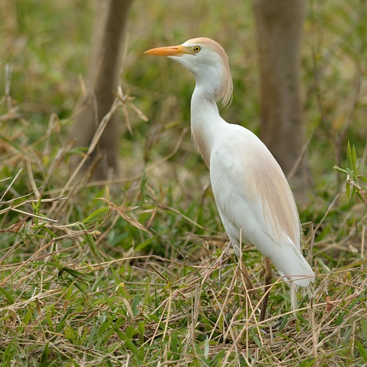 Koereiger